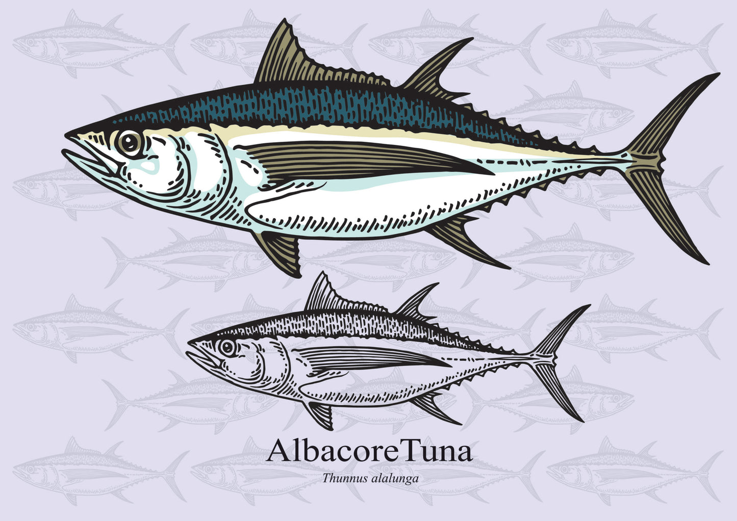 Frozen Wild Albacore tuna