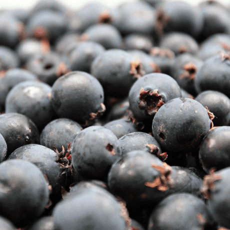 Frozen Saskatoon Berries