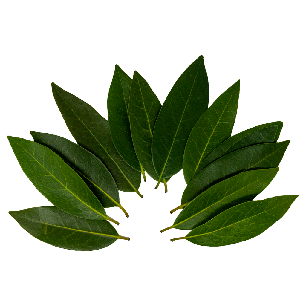Fresh Wild Bay Leaf