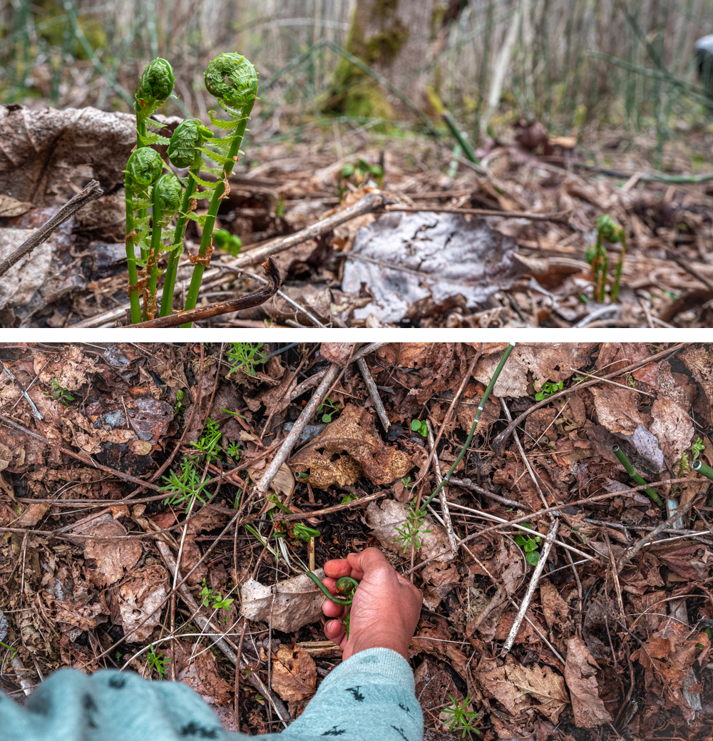 Wild Pickled Fiddleheads 250ml