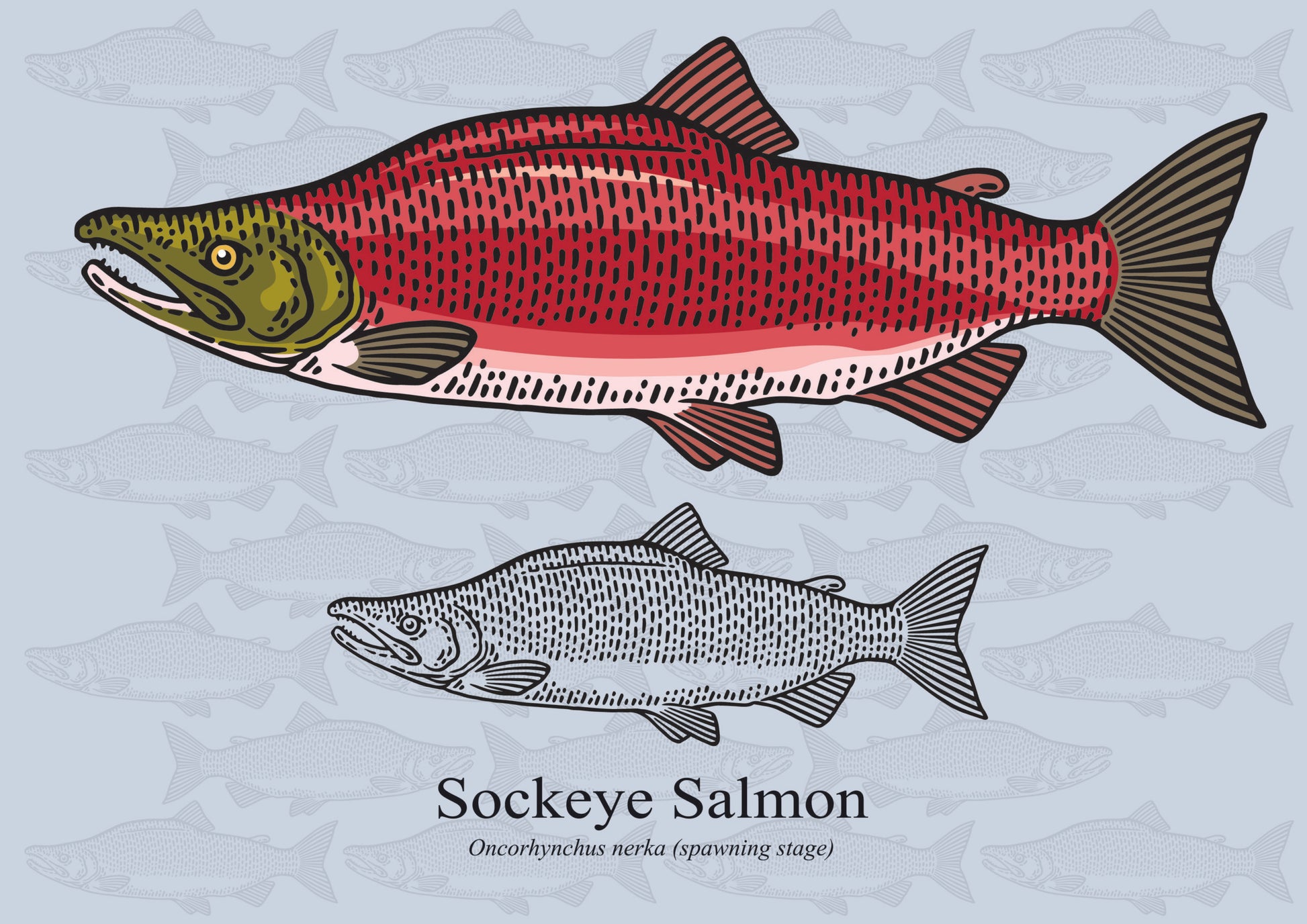 Wild Sockeye Salmon