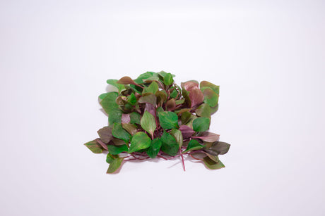 Fresh Wild Miner's Lettuce