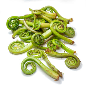 Lady Fern Fiddleheads