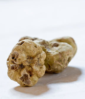 Fresh Italian White Alba Truffle