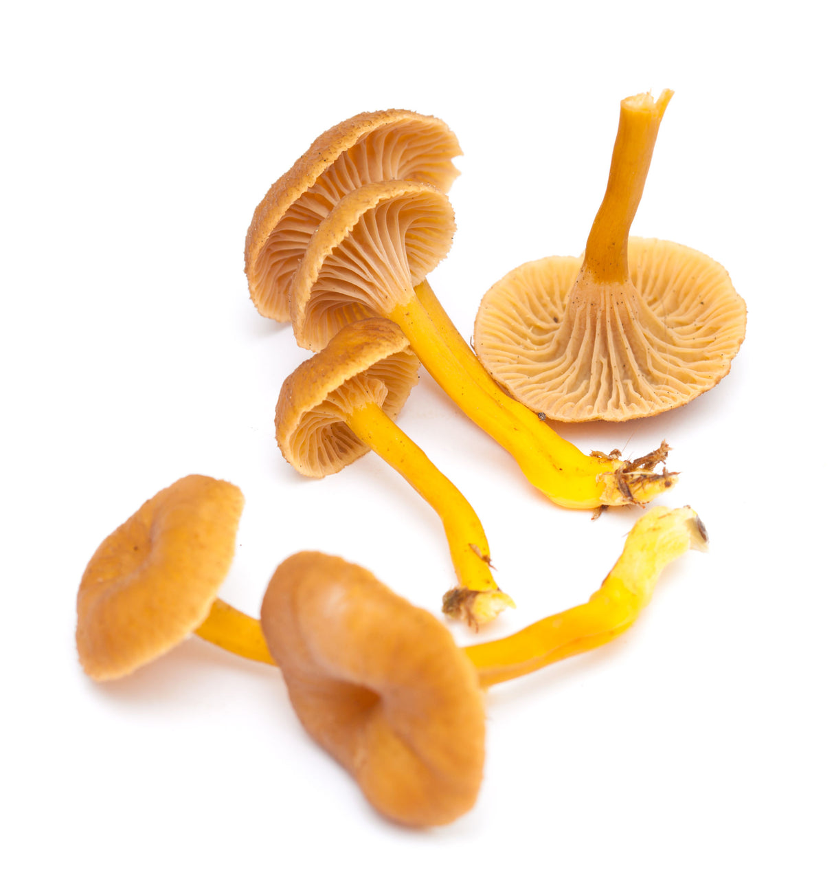 Fresh Yellowfoot Chanterelle