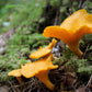 Fresh Wild Golden Chanterelle Mushrooms - (Origin: Oregon / BC)