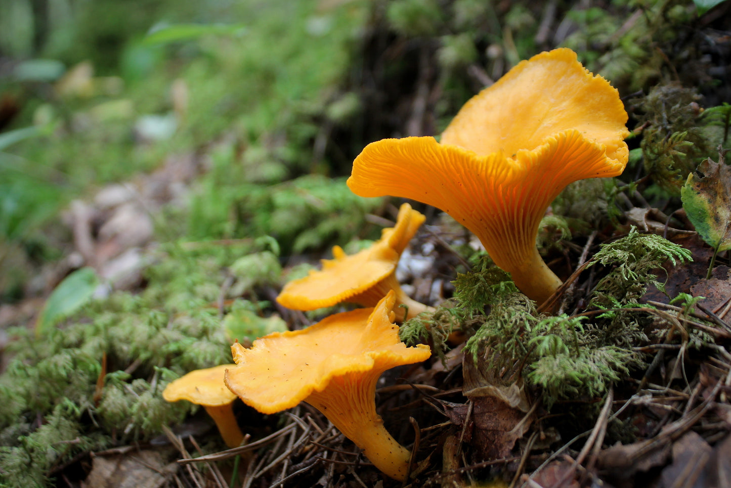 Fresh Wild Golden Chanterelle Mushrooms - (Origin: Oregon / BC)